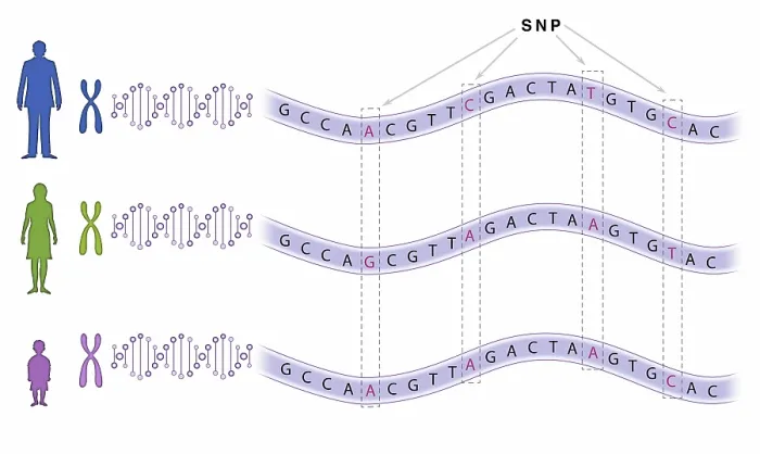 Framed Print : Single Nucleotide Polymorphism (SNP) Framed Print : Single Nucleotide Polymorphism (SNP)