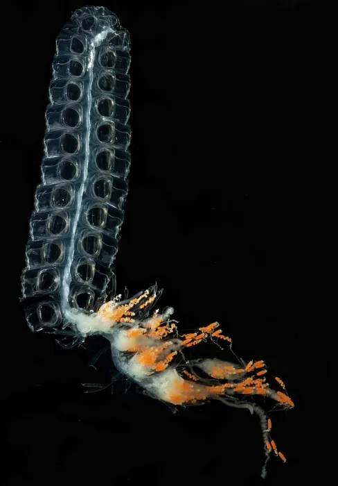 Framed Print : Siphonophore Colony Framed Print : Siphonophore Colony