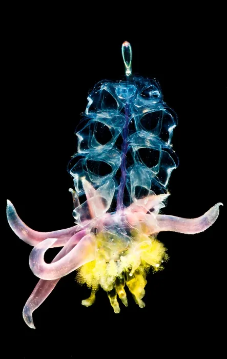 Framed Print : Siphonophore Colony Framed Print : Siphonophore Colony
