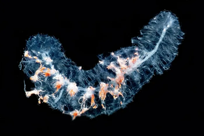 Framed Print : Siphonophore Colony Framed Print : Siphonophore Colony