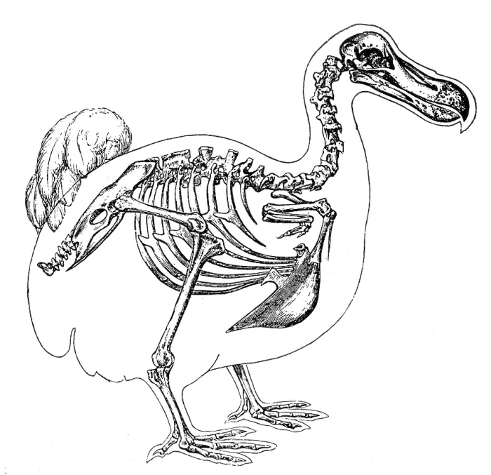 Framed Print : Skeleton and Outline of Dodo Bird Framed Print : Skeleton and Outline of Dodo Bird