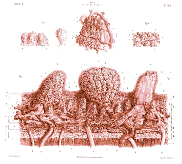 Framed Print : Skin, Microscopic Drawing, 19th Century Framed Print : Skin, Microscopic Drawing, 19th Century