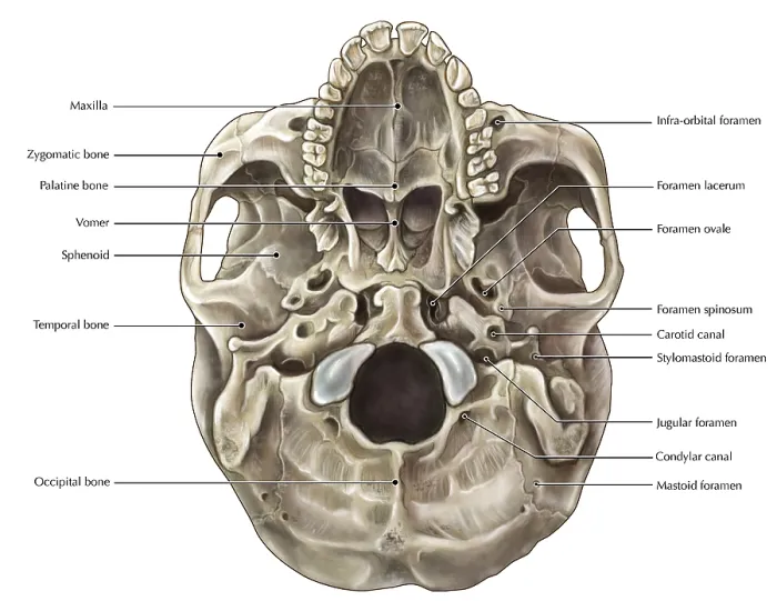 Framed Print : Skull (Inferior View) Framed Print : Skull (Inferior View)