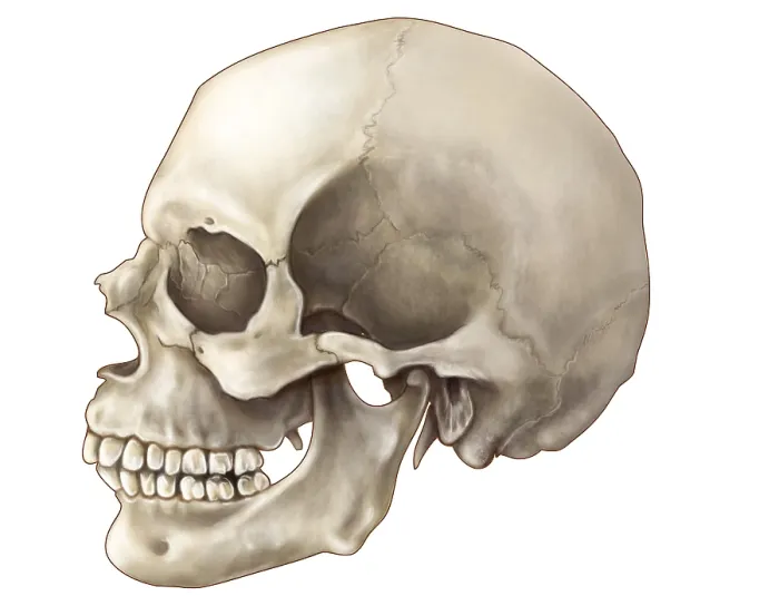 Framed Print : Skull (Lateral View)