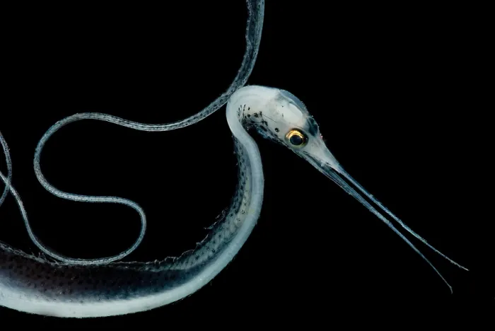 Framed Print : Slender Snipe Eel