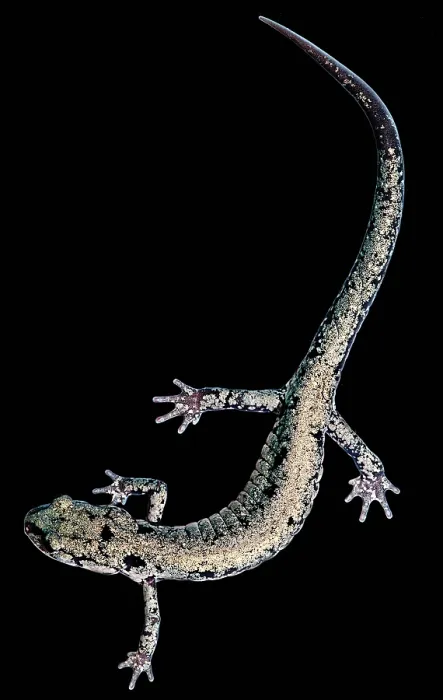 Framed Print : Slimy Salamander