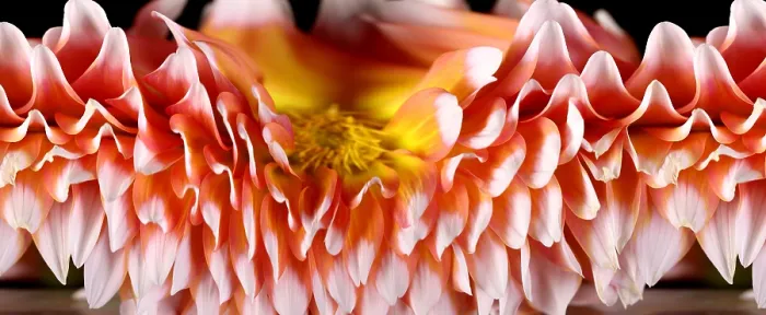 Framed Print : Slit-Scan Image of Dahlia Flower Framed Print : Slit-Scan Image of Dahlia Flower