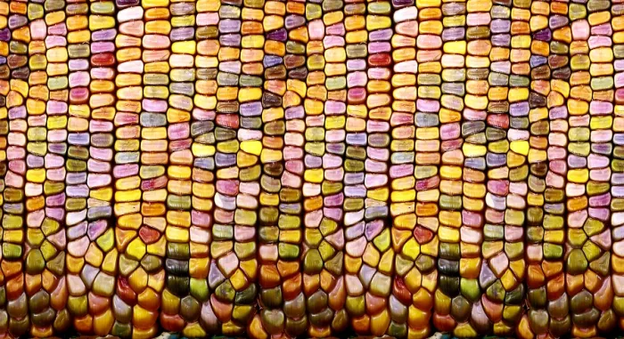 Framed Print : Slit-Scan Image of Flint Corn