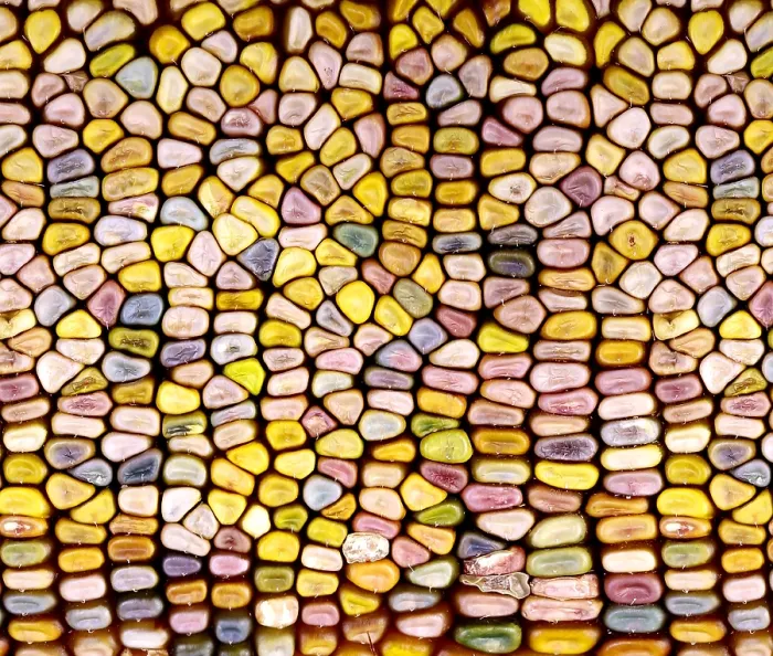Framed Print : Slit-Scan Image of Flint Corn