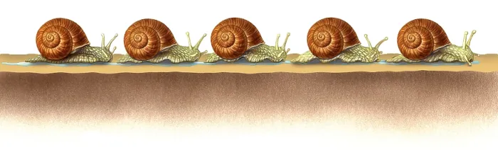 Framed Print : Slithering Snails Framed Print : Slithering Snails