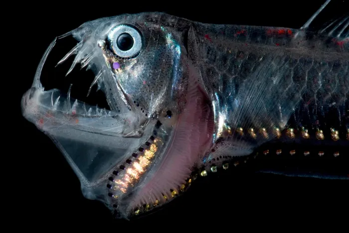 Framed Print : Sloane's Viperfish Framed Print : Sloane's Viperfish