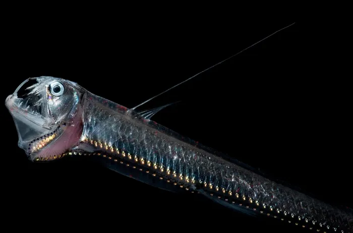 Framed Print : Sloane's Viperfish Framed Print : Sloane's Viperfish