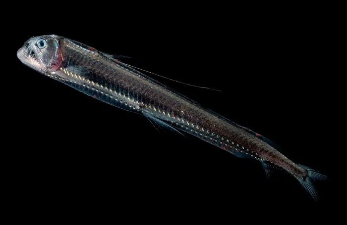 Framed Print : Sloane's Viperfish Framed Print : Sloane's Viperfish