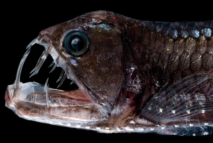 Framed Print : Sloane's Viperfish
