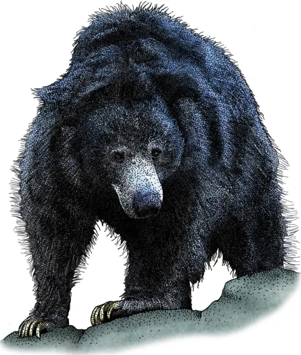 Framed Print : Sloth Bear, Melursus ursinus, Illustration