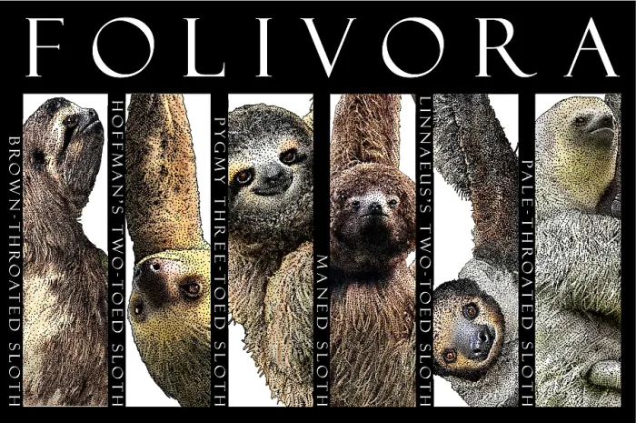 Framed Print : Sloths of the World Framed Print : Sloths of the World