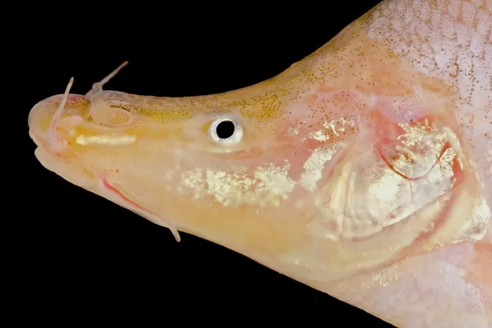 Framed Print : Small-eyed Golden Line Barbel (Sinocyclecheilus microphthalmus)