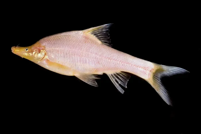 Framed Print : Small-eyed Golden Line Barbel (Sinocyclecheilus microphthalmus) Framed Print : Small-eyed Golden Line Barbel (Sinocyclecheilus microphthalmus)