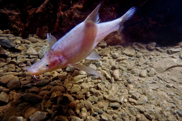 Framed Print : Small-eyed Golden Line Barbel (Sinocyclecheilus microphthalmus)