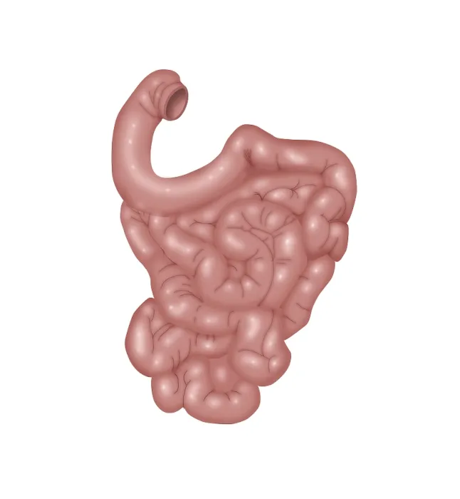 Framed Print : Small Intestines Framed Print : Small Intestines
