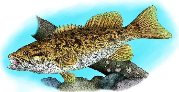 Framed Print : Smallmouth bass