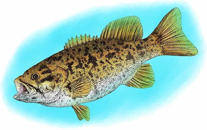 Framed Print : Smallmouth Bass Framed Print : Smallmouth Bass