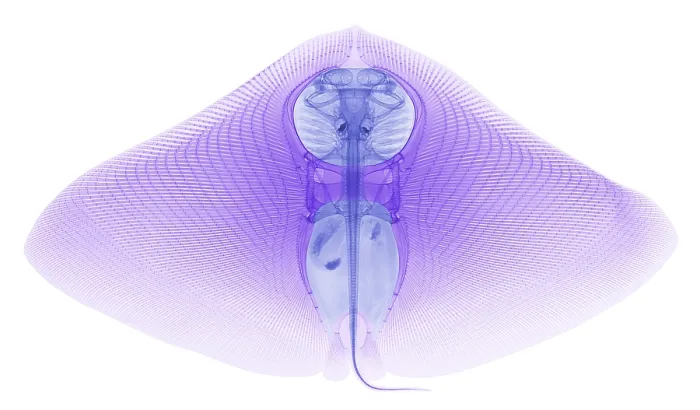 Framed Print : Smooth Butterfly Ray, X-ray Framed Print : Smooth Butterfly Ray, X-ray