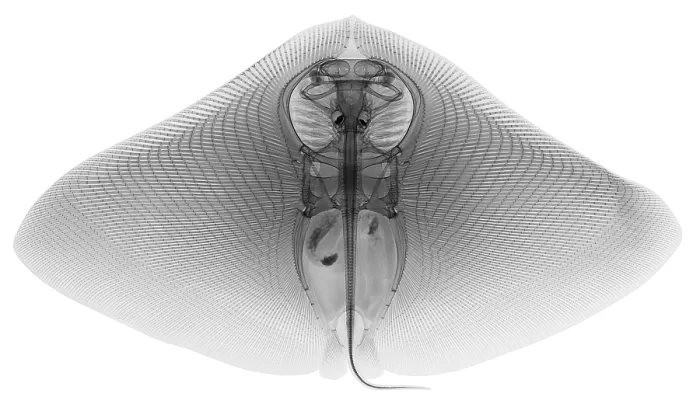 Framed Print : Smooth Butterfly Ray, X-ray
