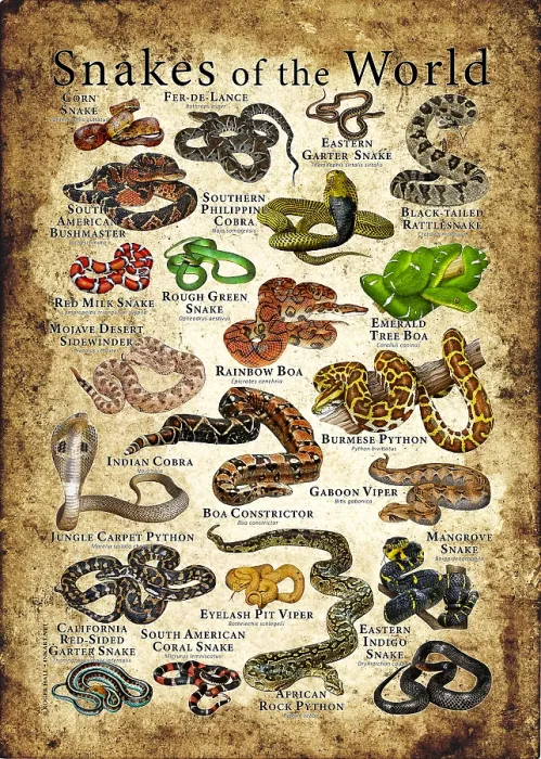 Framed Print : Snakes of the World Framed Print : Snakes of the World