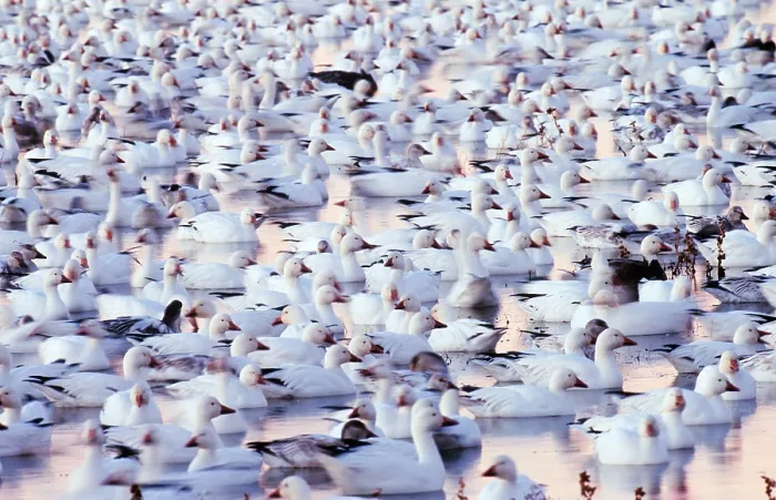 Framed Print : Snow Geese Framed Print : Snow Geese