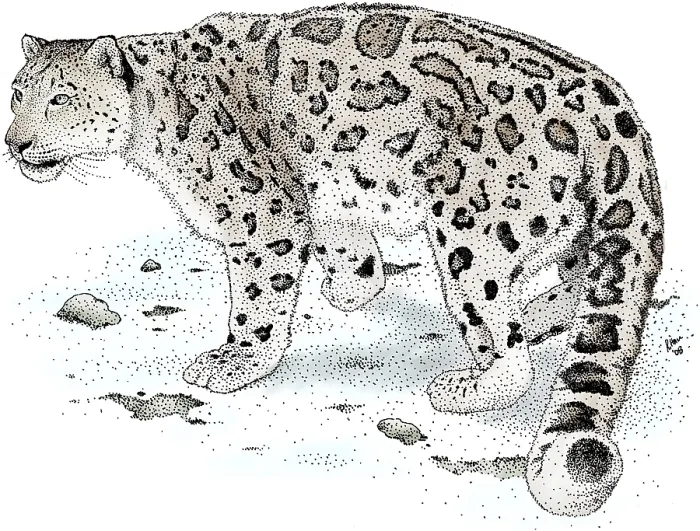 Framed Print : Snow Leopard