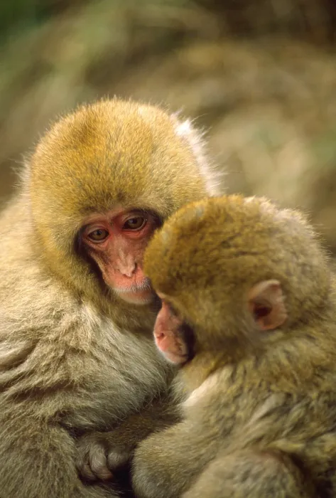 Framed Print : Snow monkeys cuddling Framed Print : Snow monkeys cuddling
