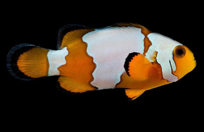 Framed Print : Snowflake Clownfish Framed Print : Snowflake Clownfish