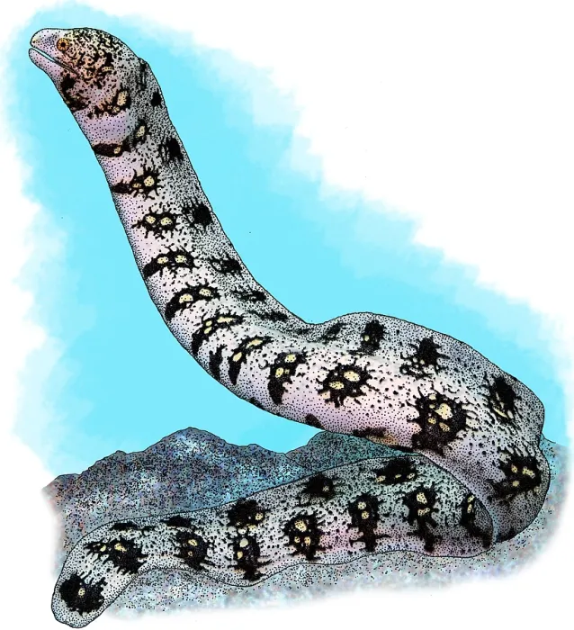 Framed Print : Snowflake Moray Eel Framed Print : Snowflake Moray Eel