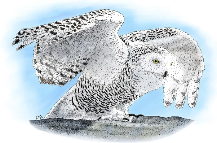 Framed Print : Snowy Owl, (Bubo scandiacus) Framed Print : Snowy Owl, (Bubo scandiacus)