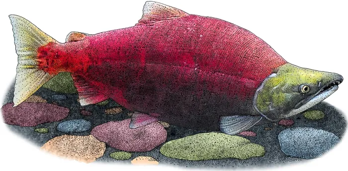 Framed Print : Sockeye Salmon Framed Print : Sockeye Salmon