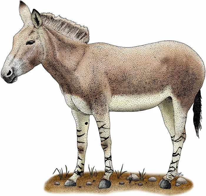 Framed Print : Somali wild donkey Framed Print : Somali wild donkey