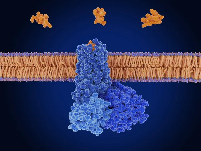 Framed Print : Somatostatin bound to the somatostatin receptor Framed Print : Somatostatin bound to the somatostatin receptor