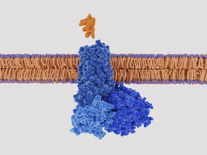 Framed Print : Somatostatin about to the somatostatin receptor Framed Print : Somatostatin about to the somatostatin receptor
