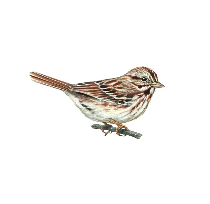 Framed Print : Song Sparrow (Melospiza melodia) Framed Print : Song Sparrow (Melospiza melodia)