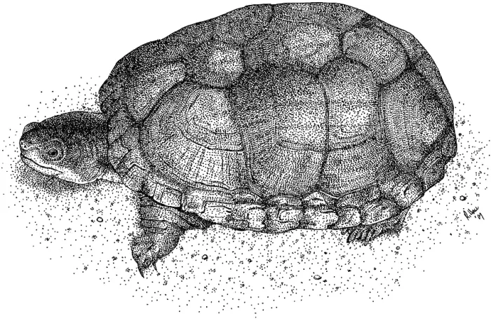 Framed Print : Sonoran Mud Turtle Framed Print : Sonoran Mud Turtle