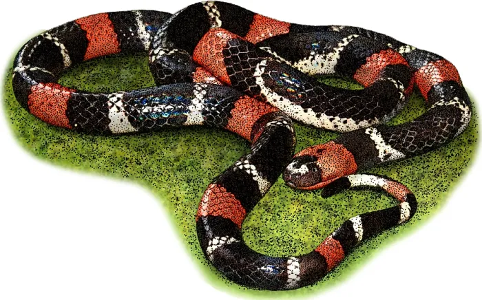 Framed Print : South American Coral Snake, Illustration Framed Print : South American Coral Snake, Illustration