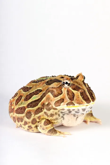 Framed Print : South American Horned Frog Framed Print : South American Horned Frog