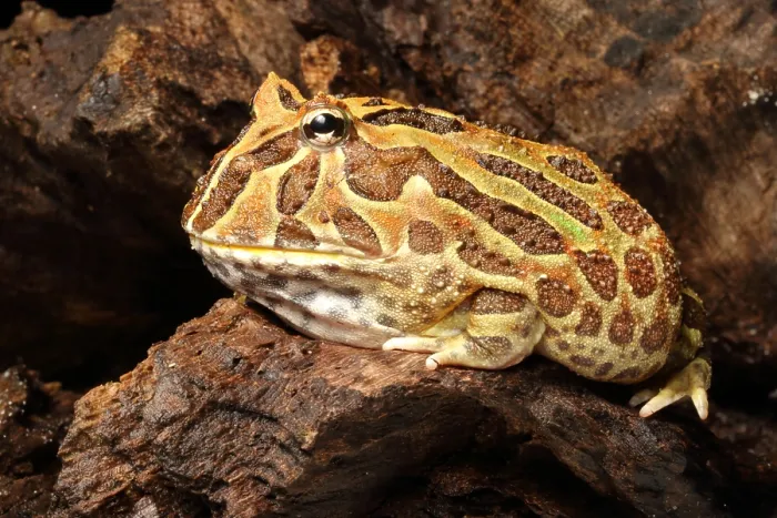 Framed Print : South American Horned Frog Framed Print : South American Horned Frog