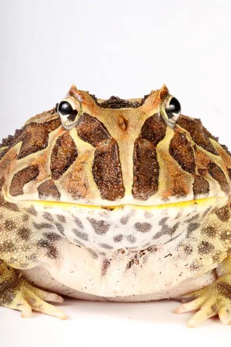 Framed Print : South American Horned Frog