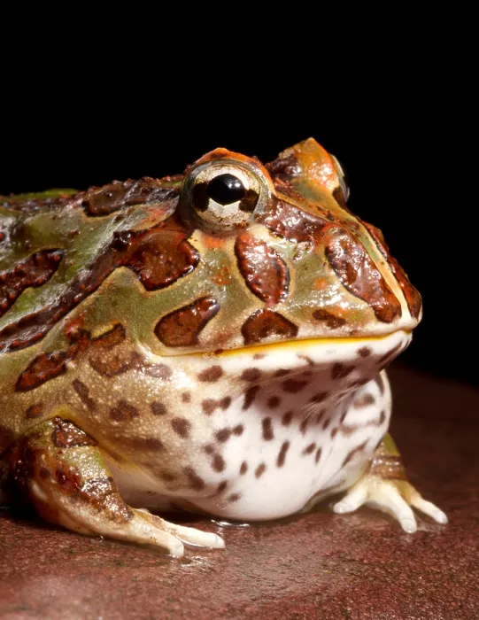 Framed Print : South American Horned Frog