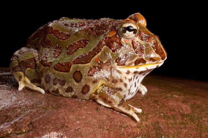 Framed Print : South American Horned Frog Framed Print : South American Horned Frog