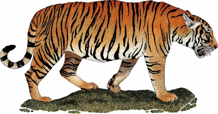 Framed Print : South China Tiger Framed Print : South China Tiger