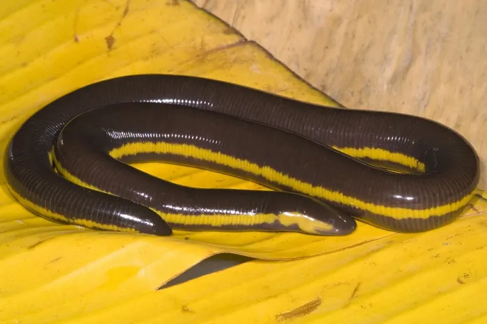 Framed Print : Southeast Asian Caecilian