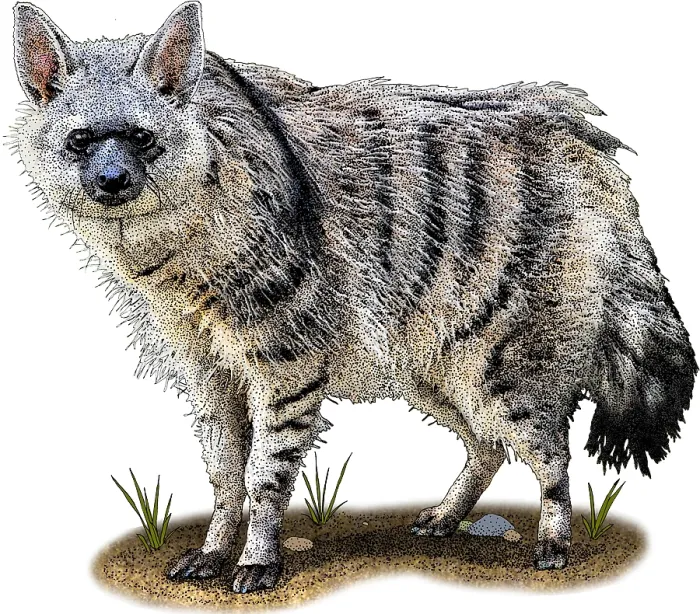 Framed Print : Southern Aardwolf, Illustration Framed Print : Southern Aardwolf, Illustration